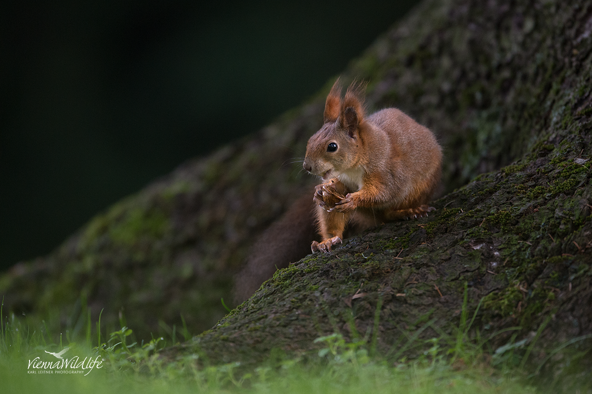 Eichhörnchen,