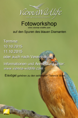 Eisvogelworkshop