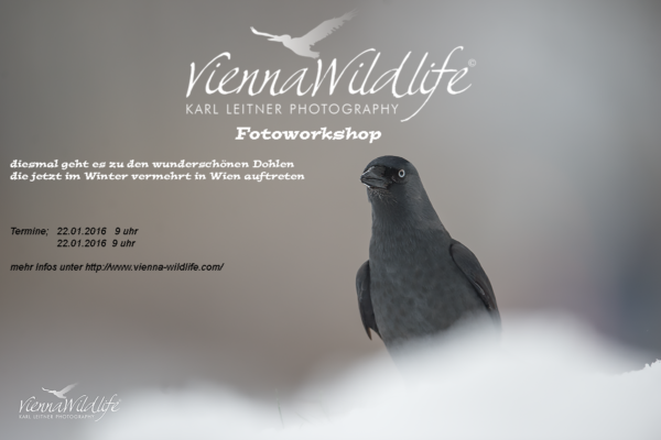 vienna wildlife naturfotoworkshop