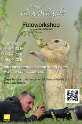 zieselworkshop