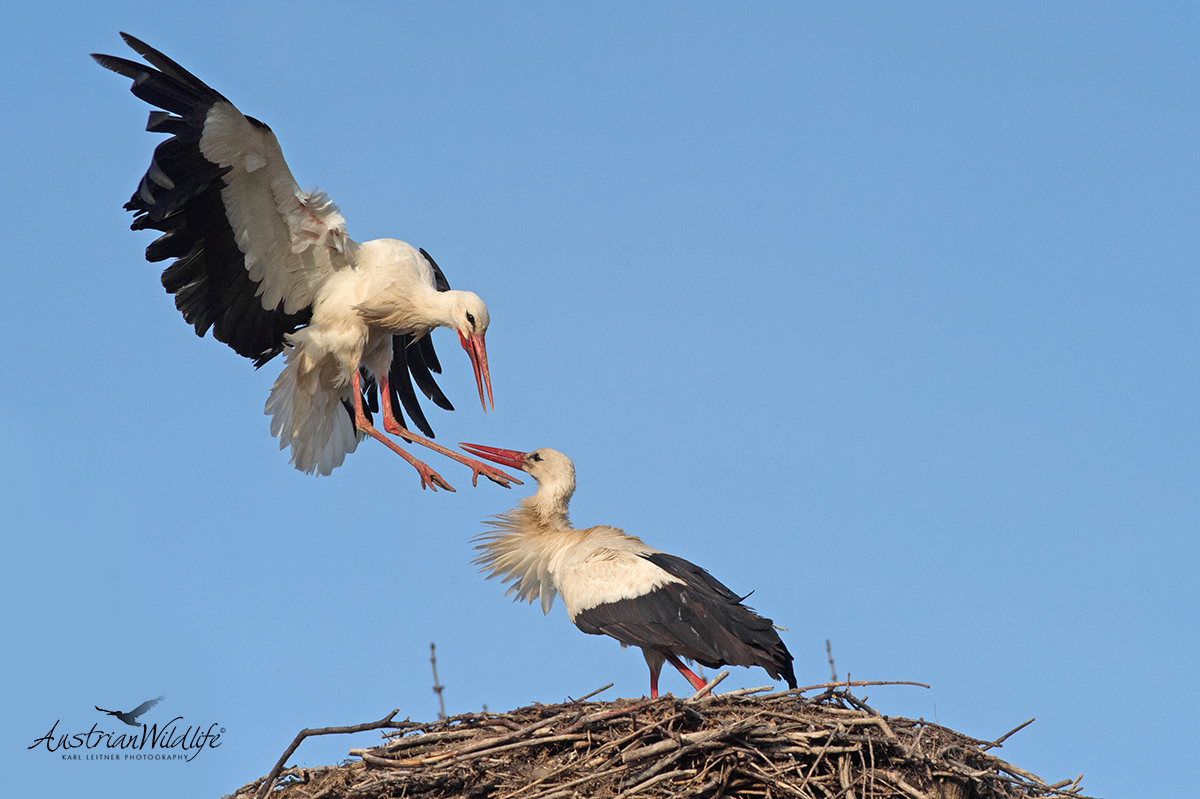 Stöche im Nest