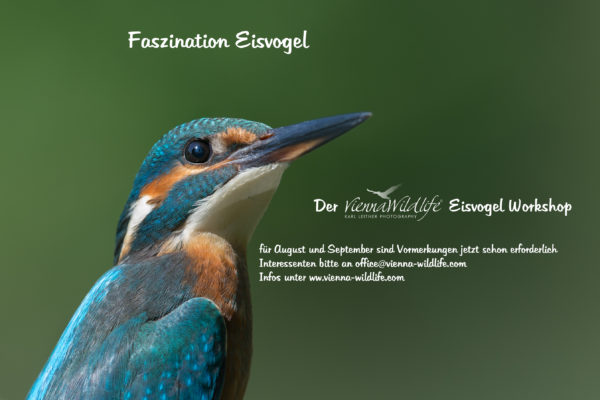 Vienna Wildlife Eisvogel-workshop