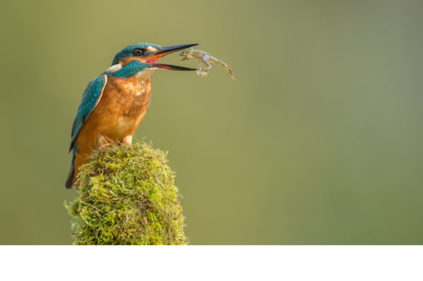 EISVOGEL Nur auf Anfrage