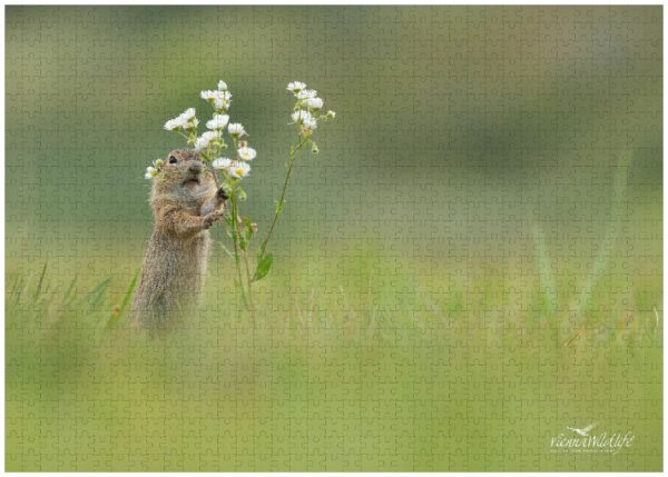 Fotopuzzle Ziesel