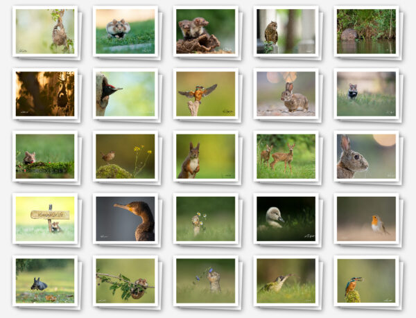 Vienna Wildlife Memory
