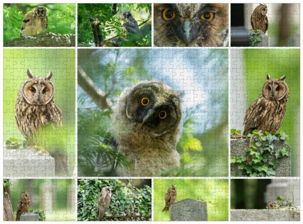 Waldohreule-Collage Fotopuzzle