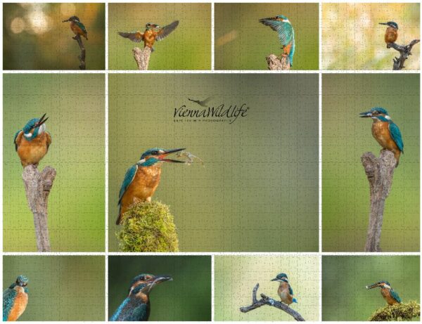 Eisvogel-Collage