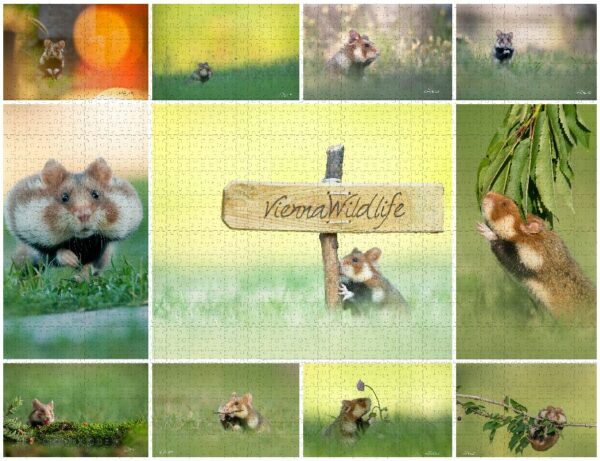 Feldhamster-Collage001