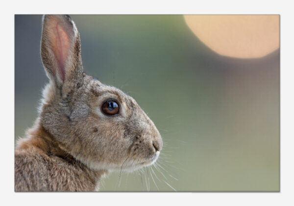Wildkaninchen Prints