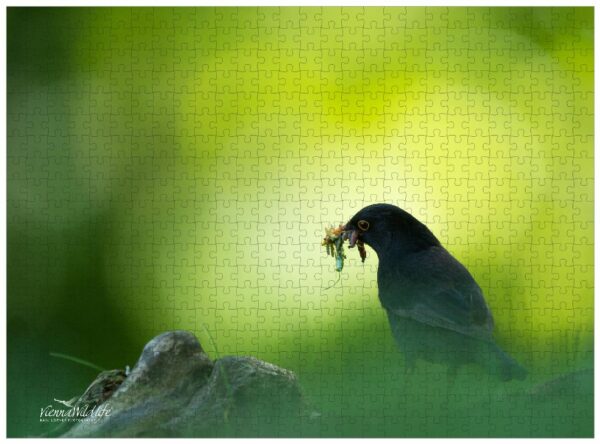 Fotopuzzle Amsel