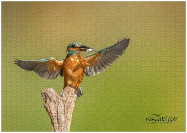 Fotopuzzle Eisvogel