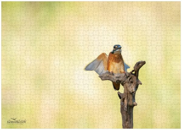 Fotopuzzle Eisvogel