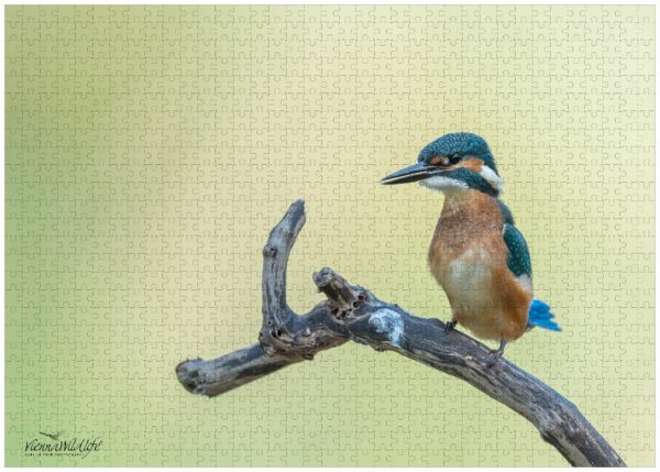 Fotopuzzle Eisvogel