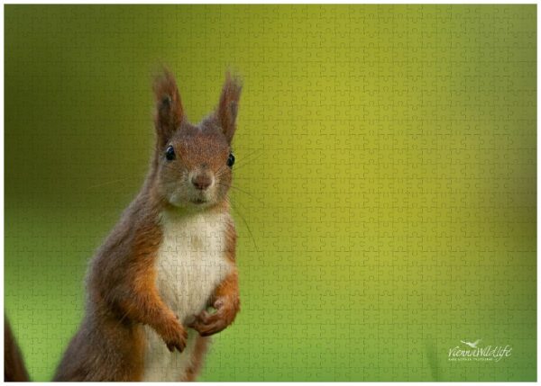 Fotopuzzle Eichhörnchen