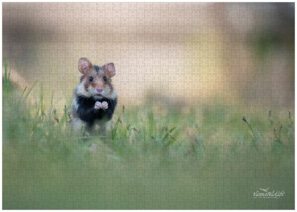 Fotopuzzle Feldhamster
