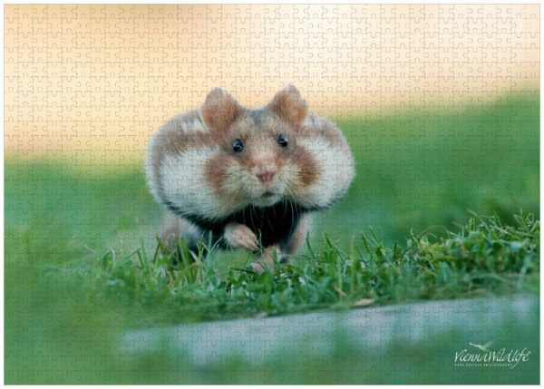 Fotopuzzle Feldhamster
