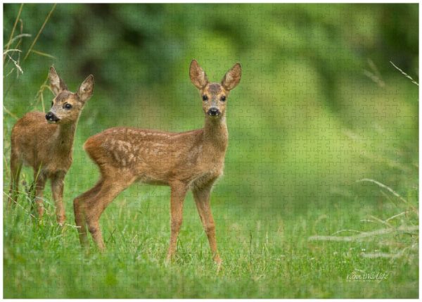 Fotopuzzle Junge Rehe