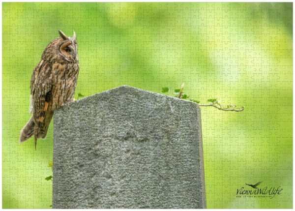 Fotopuzzle Waldohreule