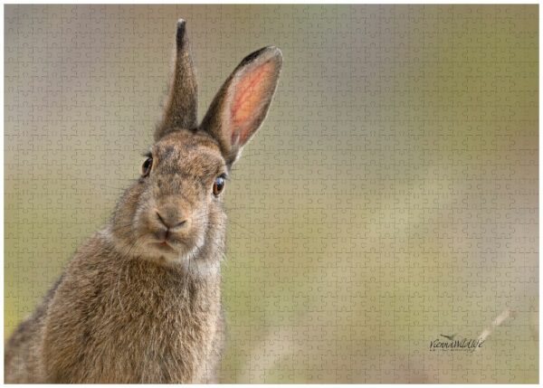 Fotopuzzle Wildkaninchen