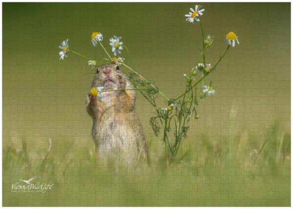 Fotopuzle Ziesel