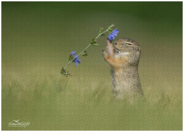 Fotopuzzle Ziesel