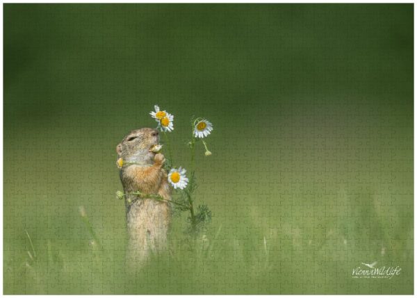 Fotopuzzle Ziesel