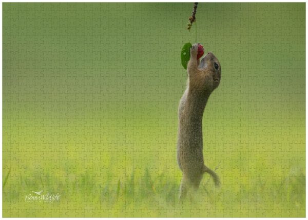 Fotopuzzle Ziesel