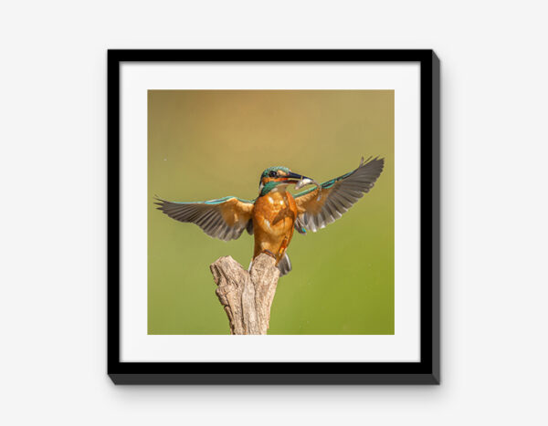 Vienna Wildlife Mixbilder