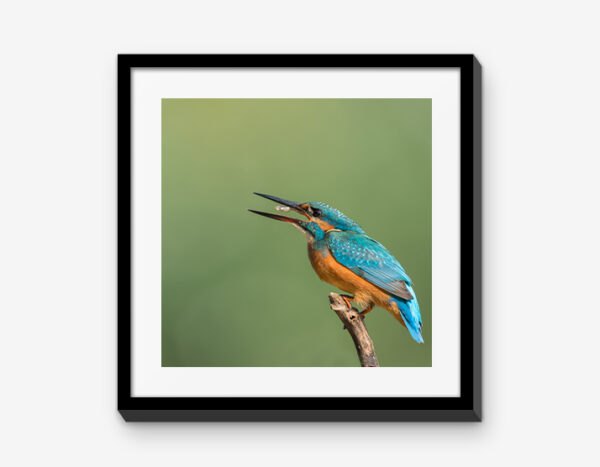 Vienna Wildlife Mixbilder