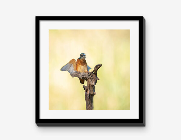 Vienna Wildlife Mixbilder