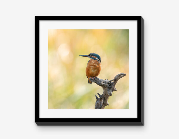 Vienna Wildlife Mixbilder