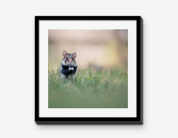 Vienna Wildlife Mixbilder