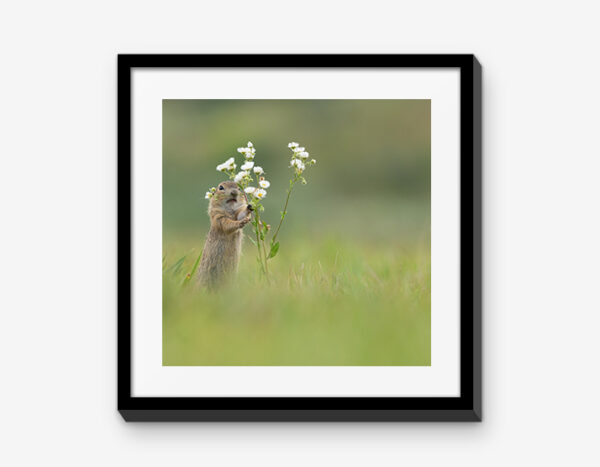Vienna Wildlife Mixbilder