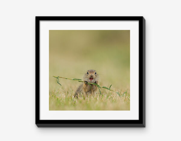 Vienna Wildlife Mixbilder