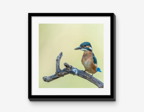 Vienna Wildlife Mixbilder