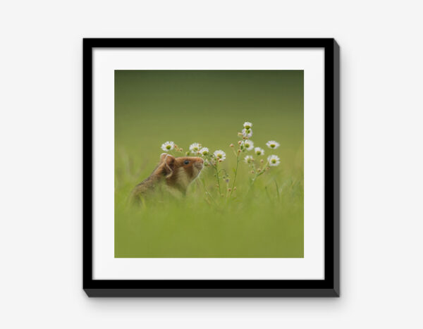 Vienna Wildlife Mixbilder