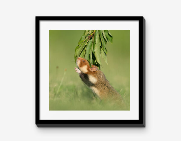 Vienna Wildlife Mixbilder