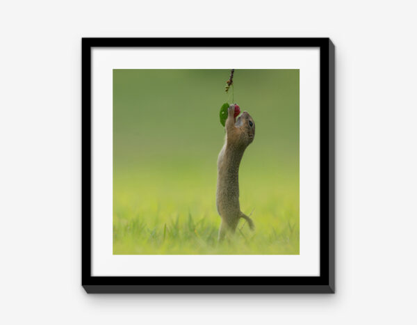 Vienna Wildlife Mixbilder