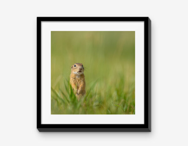 Vienna Wildlife Mixbilder