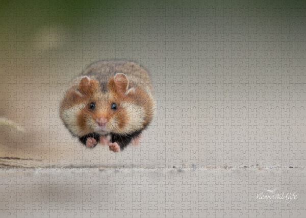 Running Hamster 2