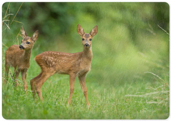 Vienna Wildlife Glas-Schneidebrett
