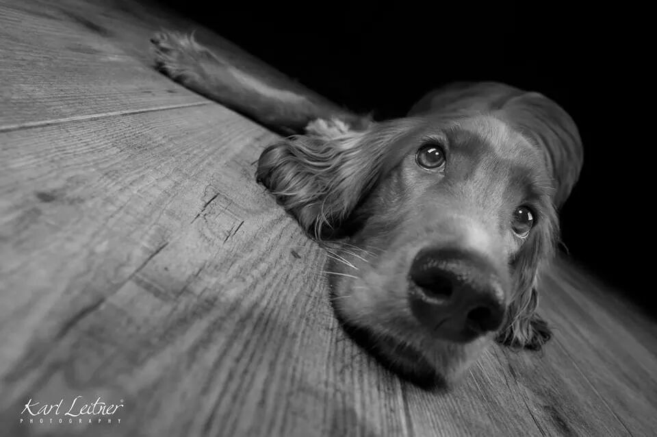 Haustierfotografie Wien.Hundefotografie Karl Leitner von Vienna Wildlife